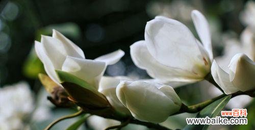 以含笑花的寓意为主题的文章 笑容如花，寓意无穷