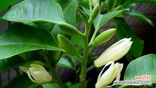 以含笑花的寓意为主题的文章 笑容如花，寓意无穷