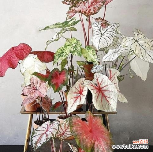 传世之美,温情绽放 海芋花语海芋的传说