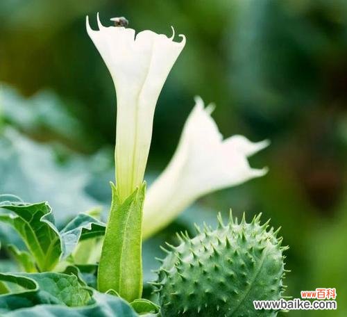 海芋花的花语及其象征意义，让我们一起来探索这美丽的花朵吧！ 海芋花花语