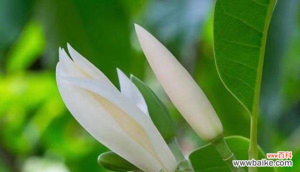 花语中的微笑，传递的是什么？ 含笑花花语