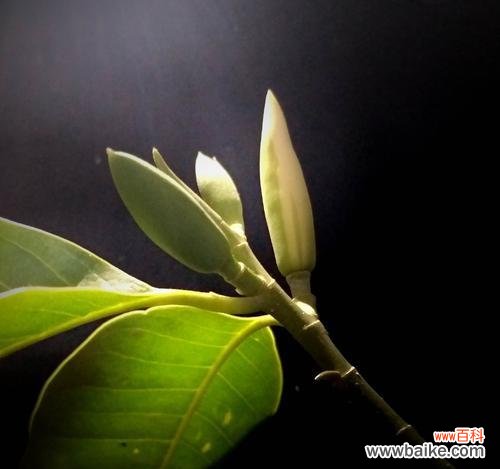 花语中的微笑，传递的是什么？ 含笑花花语