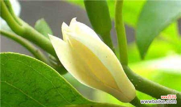 花语中的微笑，传递的是什么？ 含笑花花语