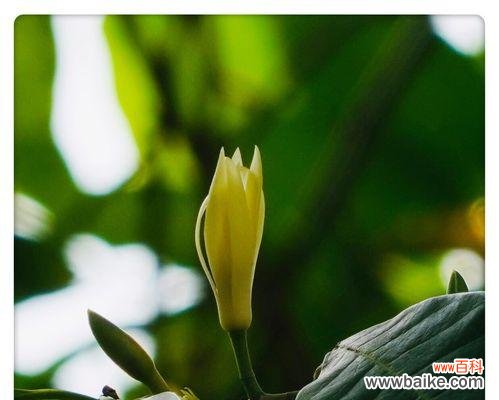 微笑的力量源自含笑花,让心灵绽放快乐与希望 含笑花的故事——传递快乐与希望的微笑