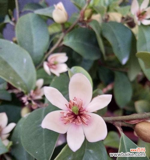 微笑的力量源自含笑花,让心灵绽放快乐与希望 含笑花的故事——传递快乐与希望的微笑