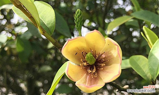 传递快乐和希望的花语 以含笑花的代表寓意