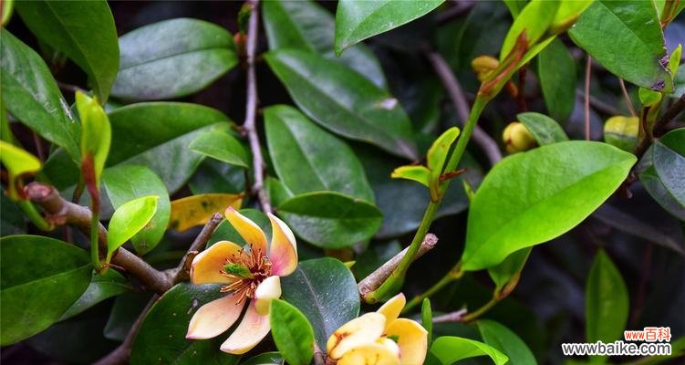 传递快乐和希望的花语 以含笑花的代表寓意