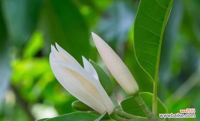 传递快乐和希望的花语 以含笑花的代表寓意