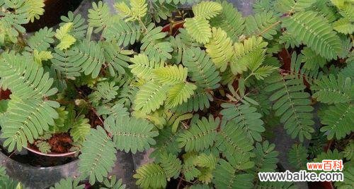 唤醒心灵的柔情花海 羞羞草的花语与寓意