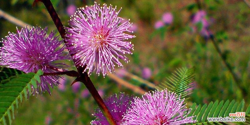 唤醒心灵的柔情花海 羞羞草的花语与寓意