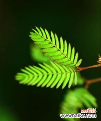 唤醒心灵的柔情花海 羞羞草的花语与寓意