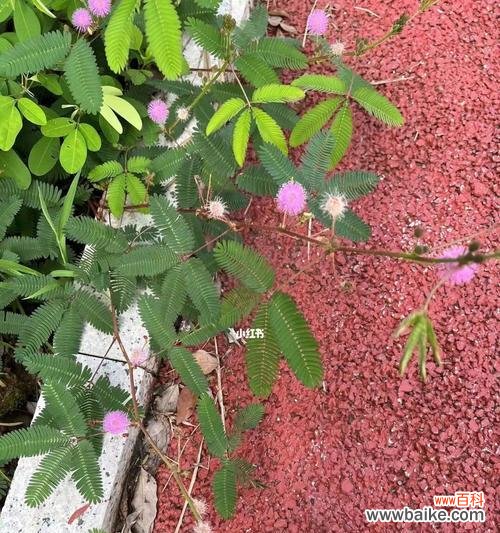 喜迎春光,含羞草倾情绽放,向世界展现美丽 含羞草的花语