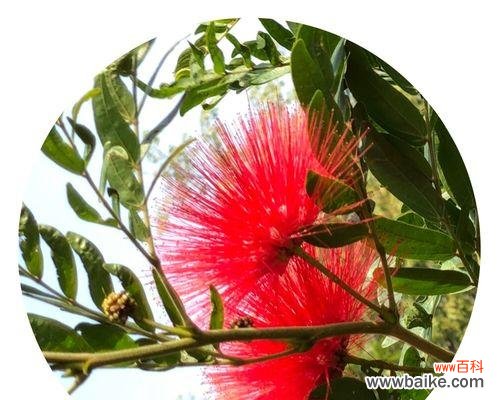 揭示合欢花的深刻寓意,让你对生活更加有所领悟 合欢花的花语与意义