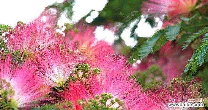 揭示合欢花的深刻寓意,让你对生活更加有所领悟 合欢花的花语与意义