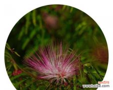 用合欢花的微笑为世界注入温暖和希望 合欢花语