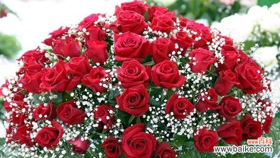 35朵玫瑰 35朵玫瑰的花语与意义