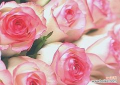 玫瑰花语中的浪漫与真爱 36朵玫瑰的花语深意