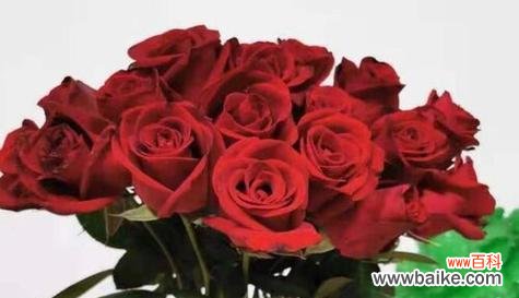 解读39朵玫瑰花所传递的情感和寓意 39朵玫瑰花花语的深意