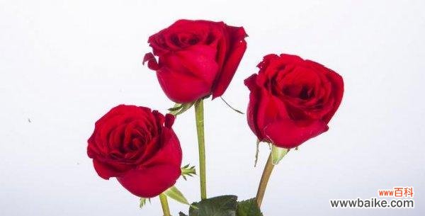 向爱情致敬的花束——61朵玫瑰花的花语 61朵玫瑰花花语的浪漫寓意