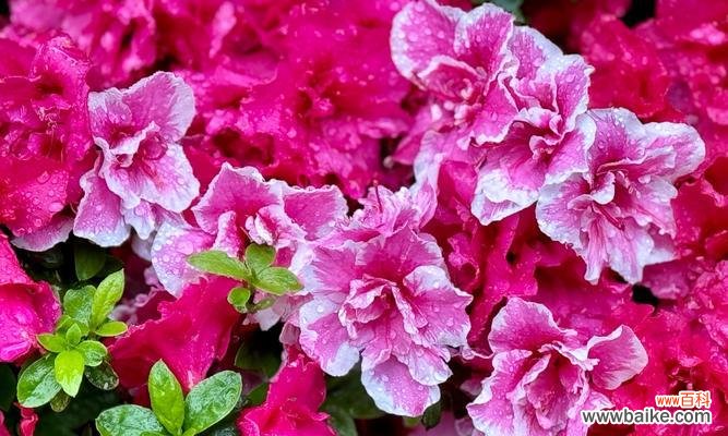 杜鹃花的花语是什么？世界杜鹃花语有何特别之处？