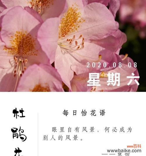 杜鹃花的花语是什么？世界杜鹃花语有何特别之处？