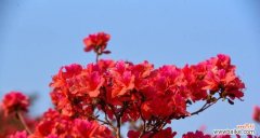 杜鹃花的花语是什么？世界杜鹃花语有何特别之处？