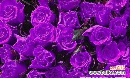 紫色玫瑰的花语是什么？颜色代表什么含义？