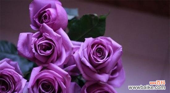 紫色玫瑰的花语是什么？颜色代表什么含义？