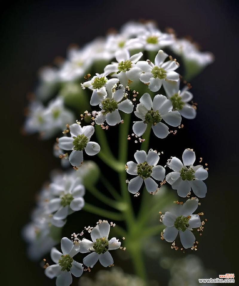 白色裙子的浪漫花语是什么?它传达了哪些情感?
