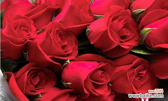 被吐槽的红玫瑰花语是什么？红玫瑰在不同情境下有哪些含义？