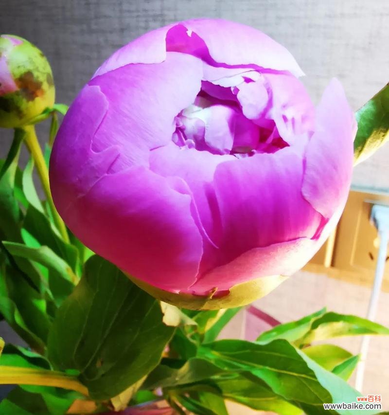 哪种花最能代表女性之美？