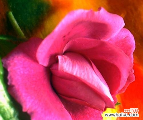 哪种花最能代表女性之美？