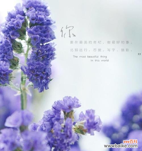 蓝色蝴蝶兰的花语是什么呀？这种花语代表了什么特别的情感？