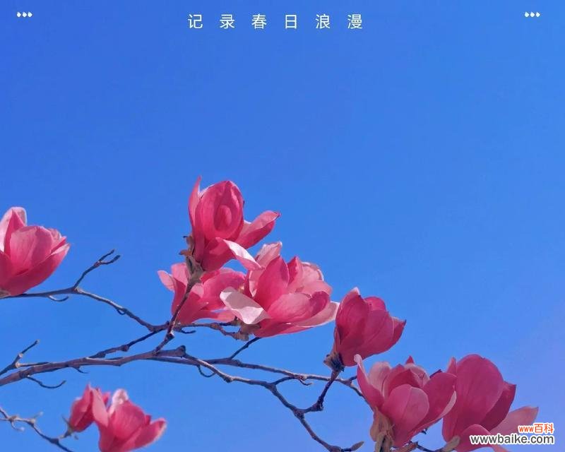 蓝色蝴蝶兰的花语是什么呀？这种花语代表了什么特别的情感？