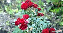 文学中用哪种花语来表示故乡？