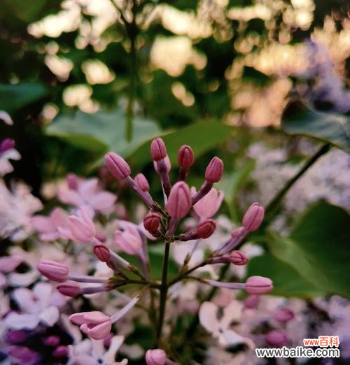 丁香结的花语象征着什么?它有哪些深层含义?