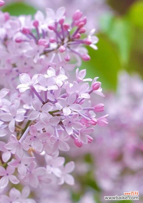 丁香结的花语象征着什么?它有哪些深层含义?