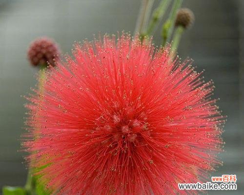 以友爱为,用花语传递心灵的温度 合欢花花语