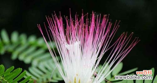 以友爱为,用花语传递心灵的温度 合欢花花语