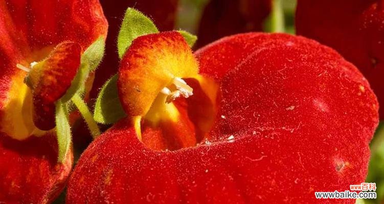 探索荷包花的花语与意义,揭示花卉美丽背后的深刻内涵 荷包花花语