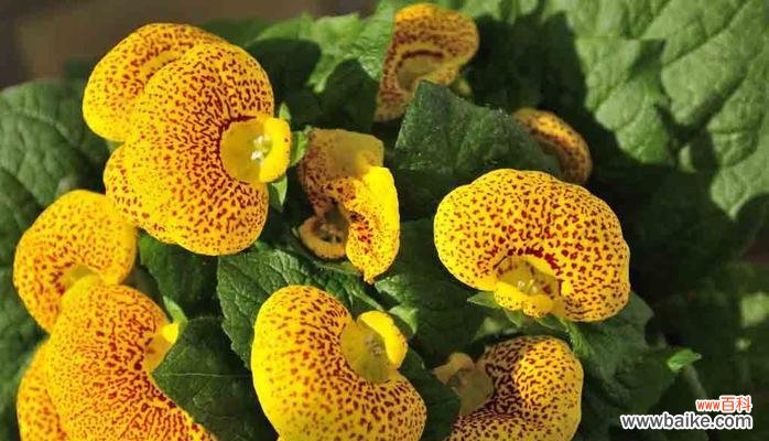 探索荷包花的花语与意义,揭示花卉美丽背后的深刻内涵 荷包花花语