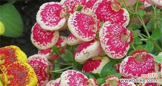 探索荷包花的花语与意义,揭示花卉美丽背后的深刻内涵 荷包花花语