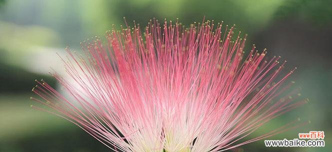 以合欢花为媒介，传递深情厚谊 合欢花——传递爱与友谊的使者