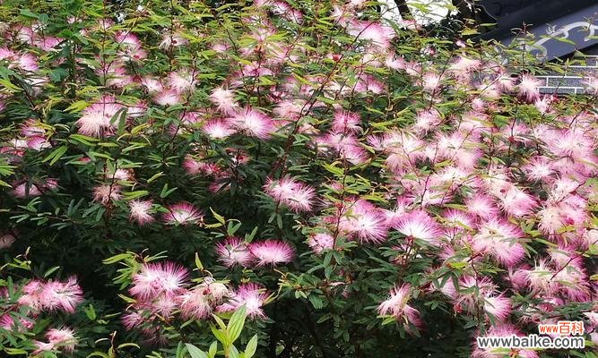 以合欢花为媒介，传递深情厚谊 合欢花——传递爱与友谊的使者