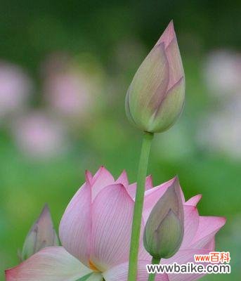 探寻荷花背后的美丽与哲理 荷花的含义与象征意义