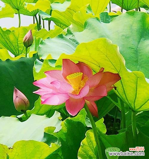 探寻荷花背后的美丽与哲理 荷花的含义与象征意义