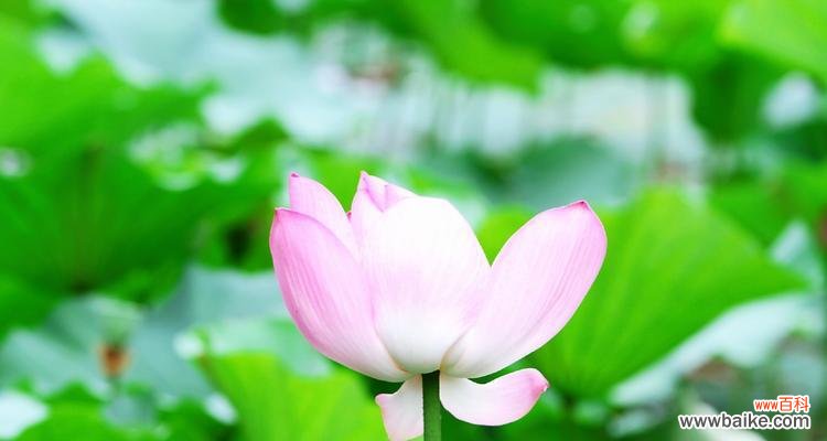 深入探讨令箭荷花的含义与象征 令箭荷花的花语和寓意