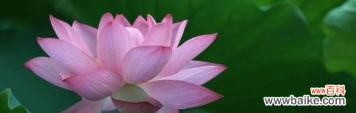 深入探讨令箭荷花的含义与象征 令箭荷花的花语和寓意