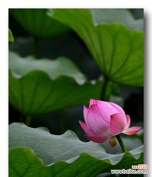 借荷花之美，寄托情感与追求 荷花的象征意义及美丽魅力