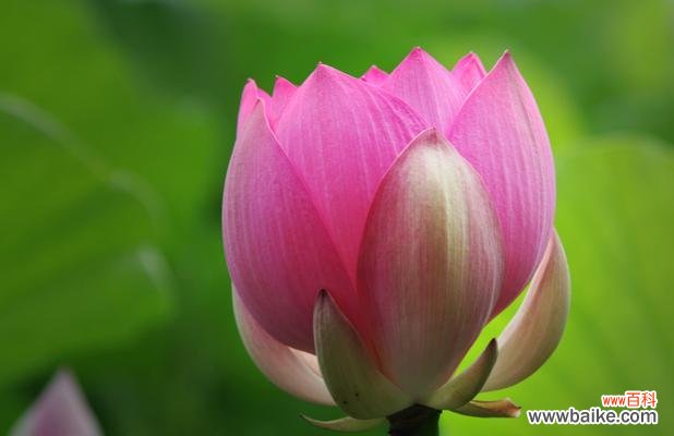 荷花的象征意义及美学价值 荷花